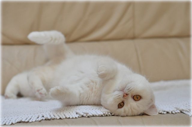 CH Taormina Ars Britannica*PL