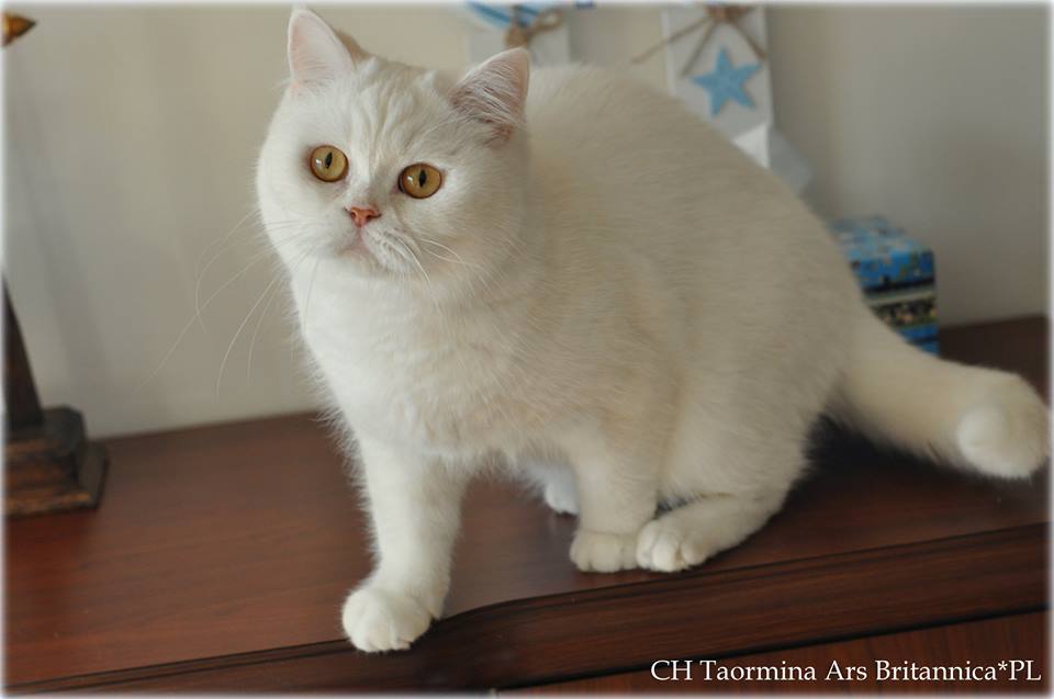 CH Taormina Ars Britannica*PL