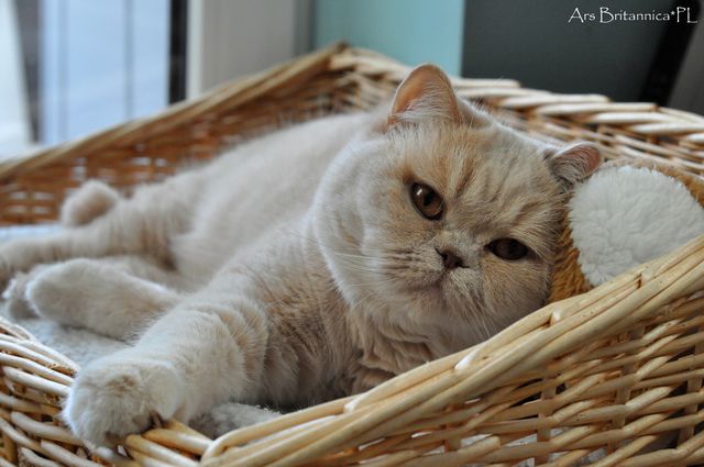 CH Jasminca de Pura Sangre*CZ