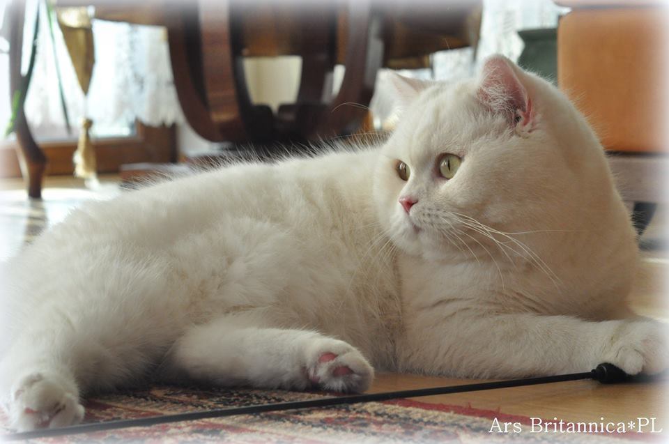 IC GB*Templegates Vivaldi