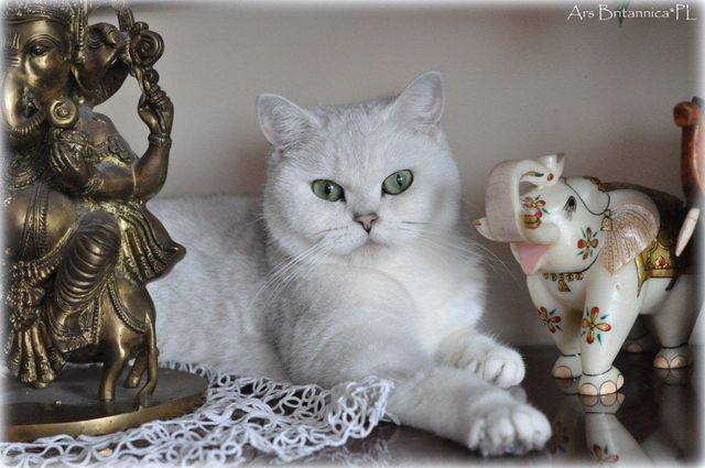 GB*Templegates Lady Valentine