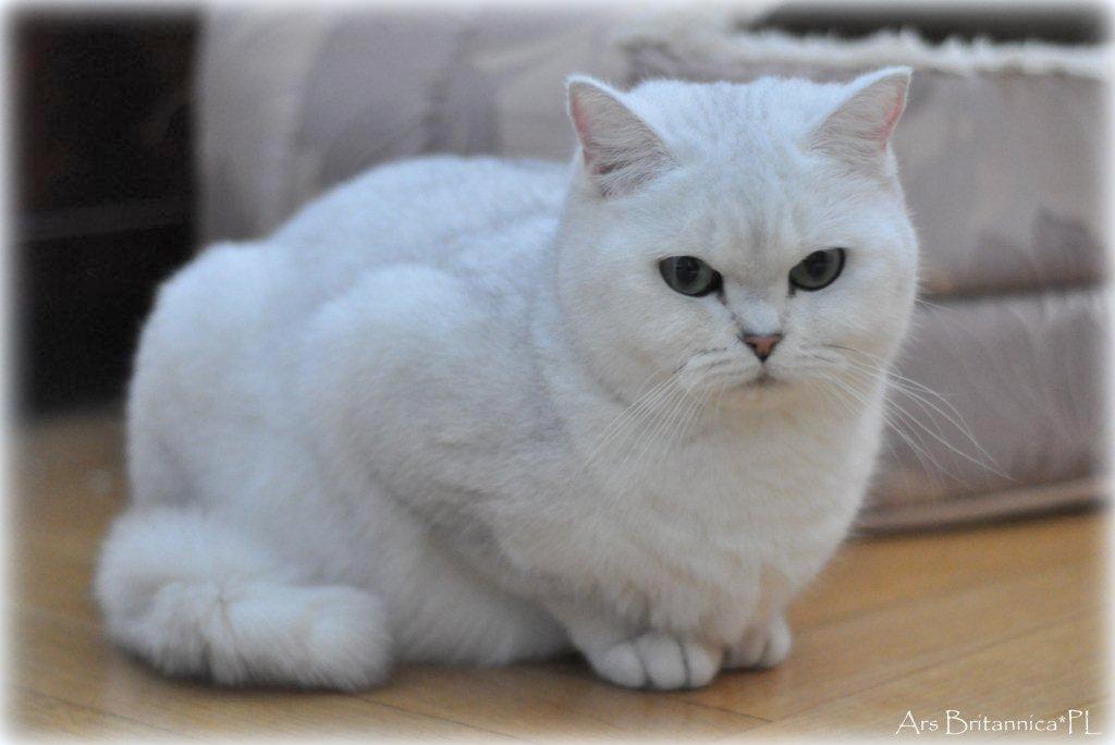 GB*Templegates Lady Valentine