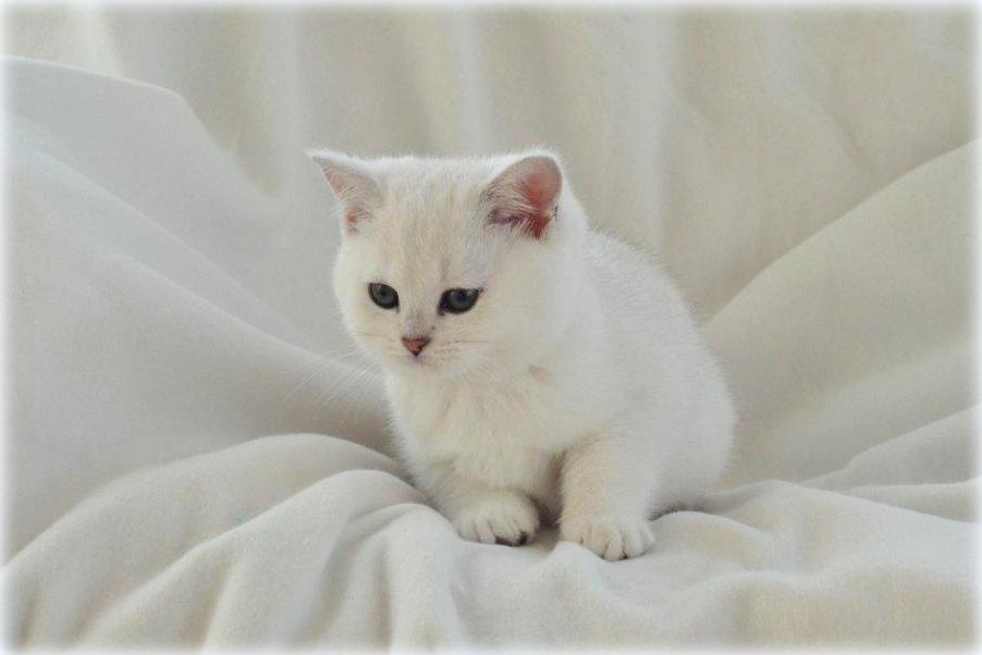 GB*Templegates Lady Valentine