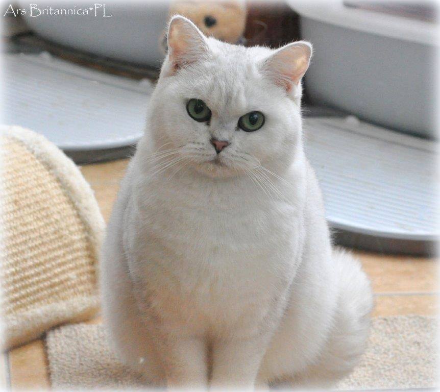 GB*Templegates Lady Valentine