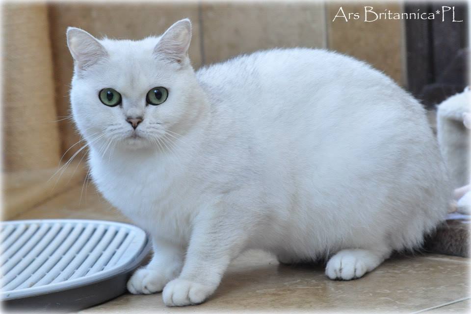 GB*Templegates Lady Valentine