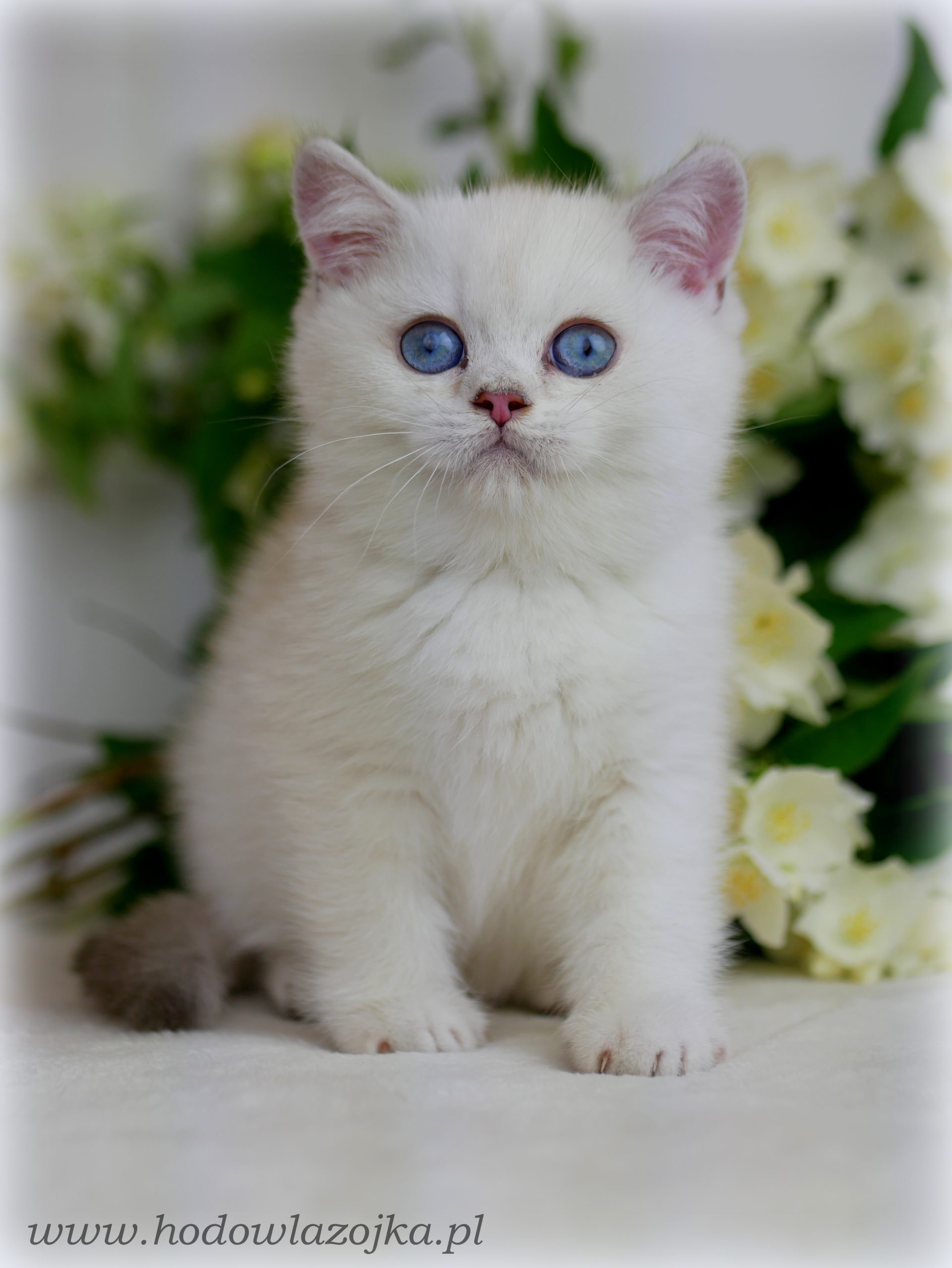 Vanessa kotka srebrna point