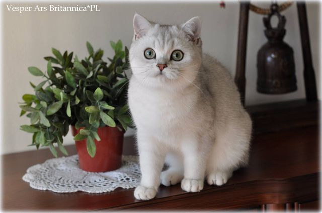 Vesper Ars Britannica*PL