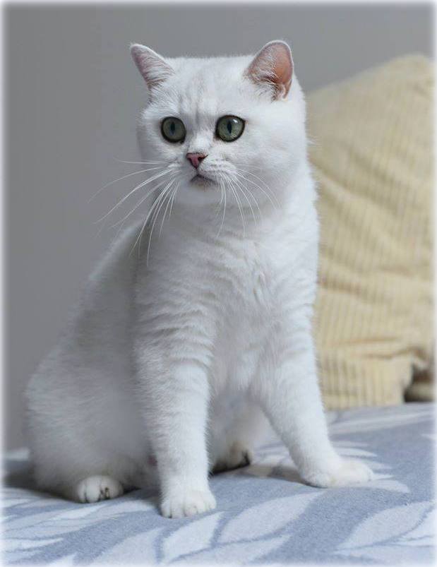 GIC Isabelle Mazuria*PL