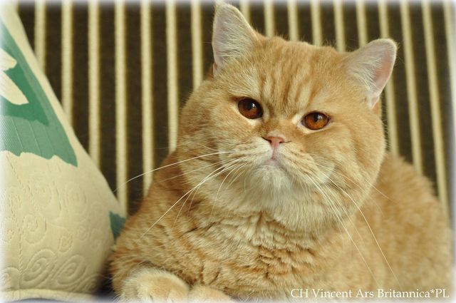 CH Vincent Ars Britannica*PL