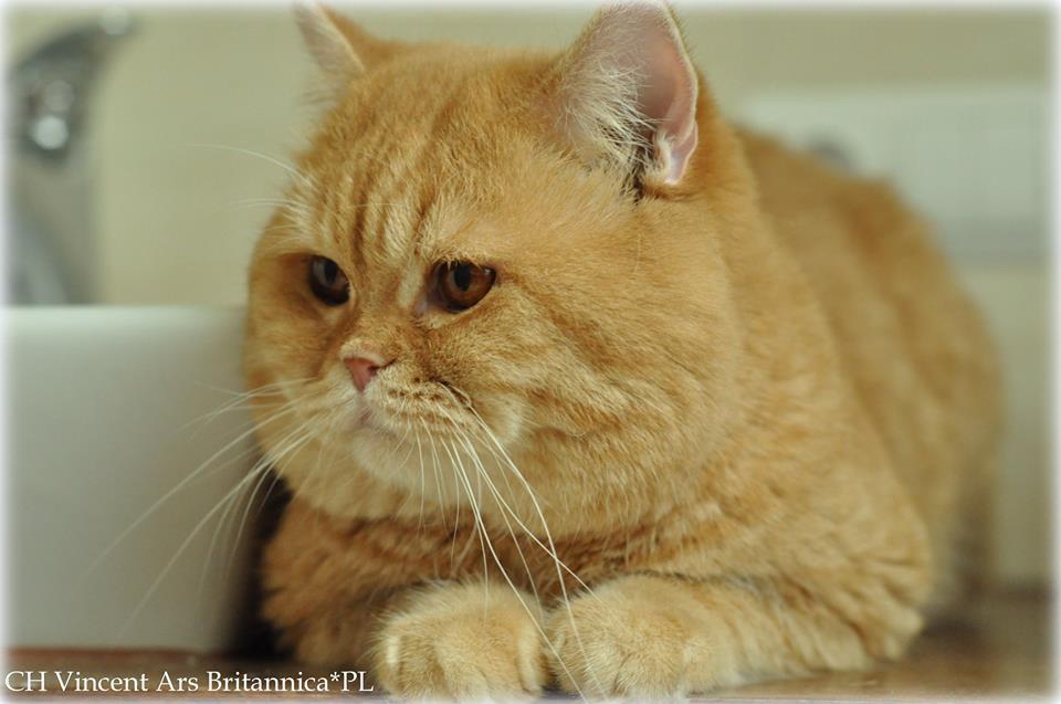 CH Vincent Ars Britannica*PL