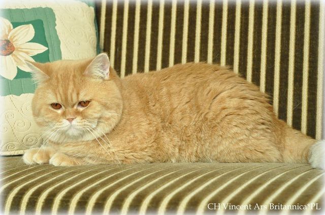 CH Vincent Ars Britannica*PL