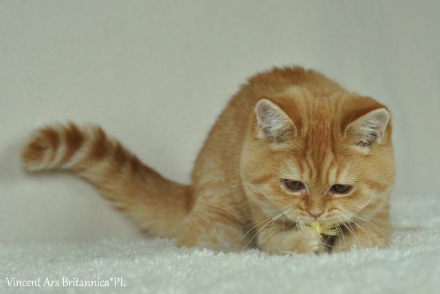 CH Vincent Ars Britannica*PL