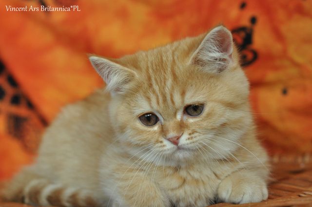 CH Vincent Ars Britannica*PL