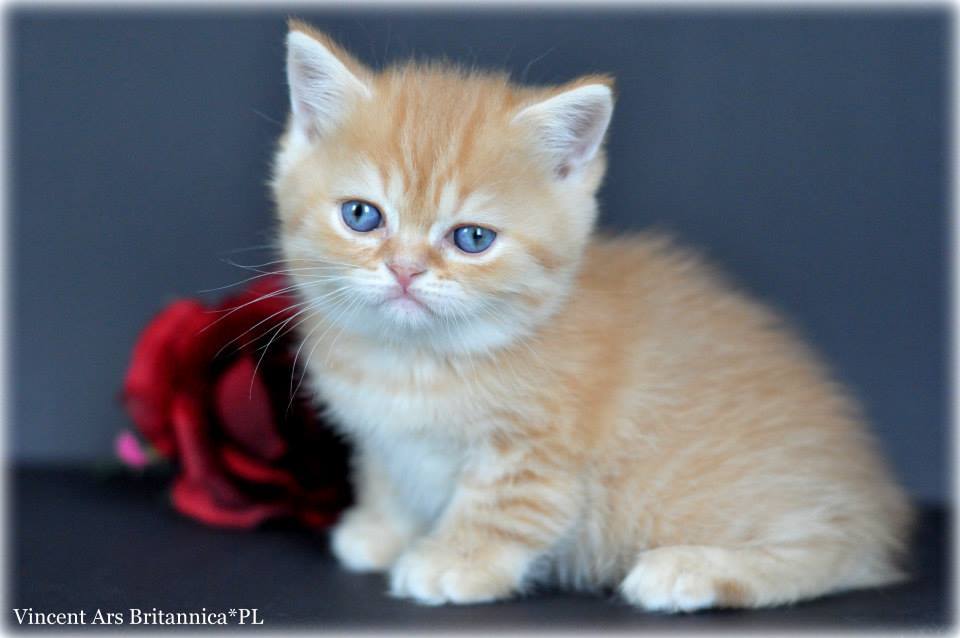 CH Vincent Ars Britannica*PL