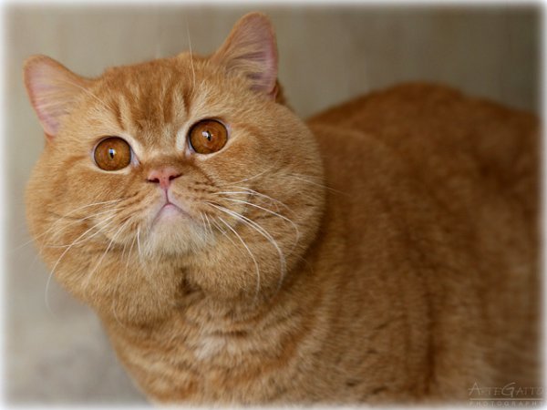 GIC Harley am Trotzbach*DE