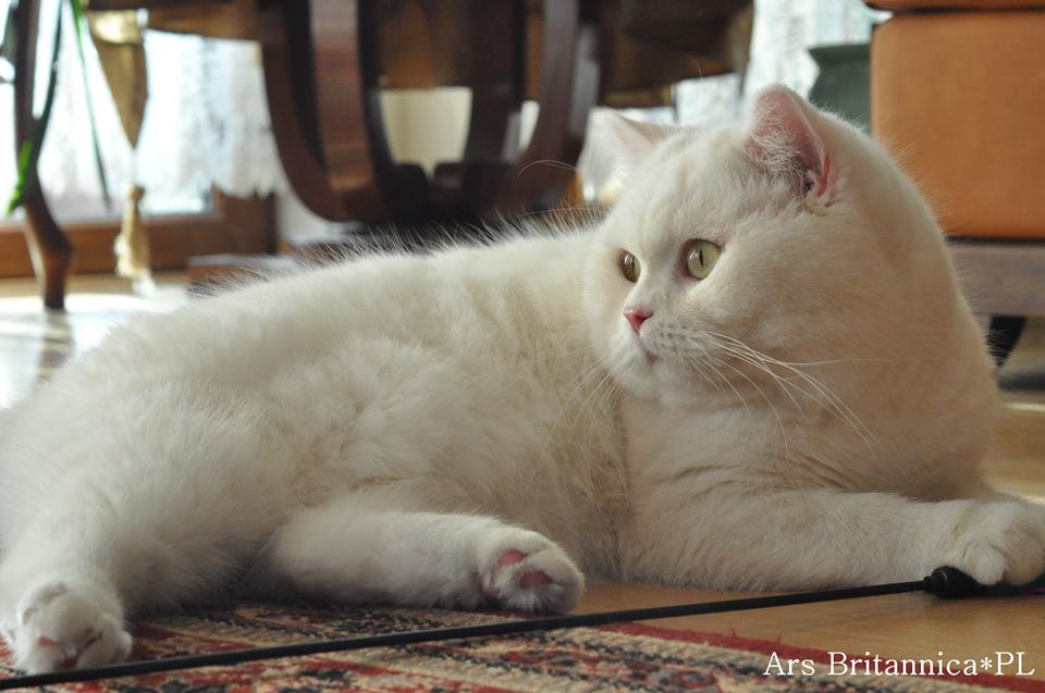 IC GB*Templegates Vivaldi