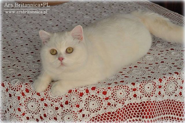 IC GB*Templegates Vivaldi