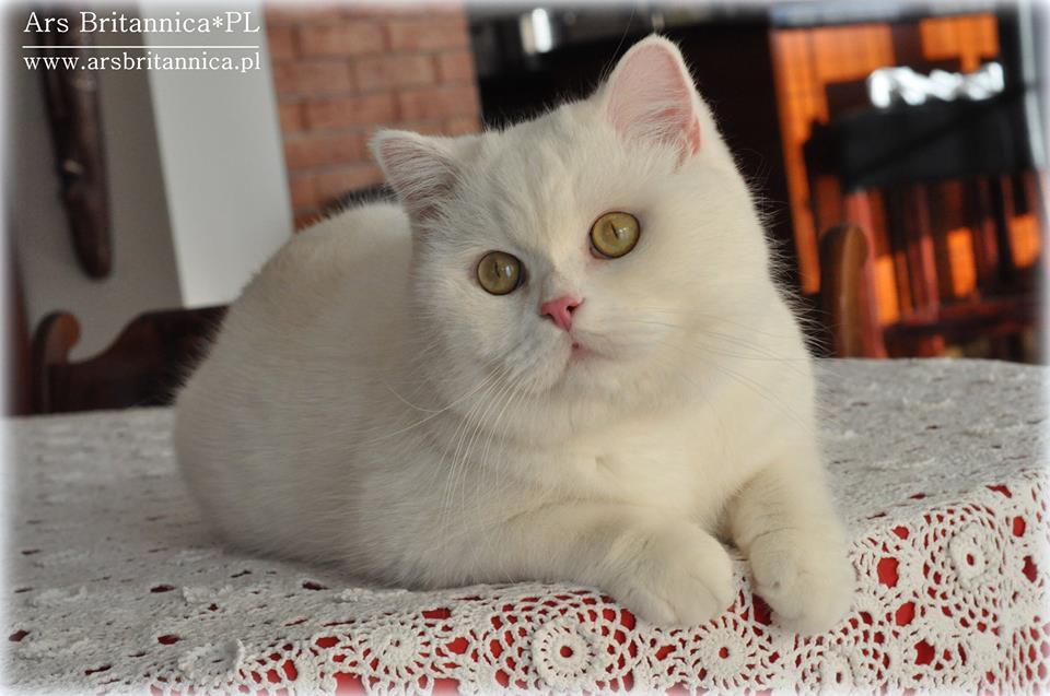 IC GB*Templegates Vivaldi