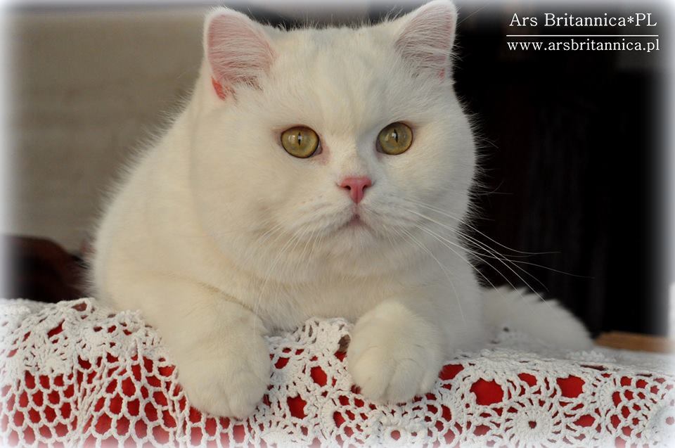 IC GB*Templegates Vivaldi