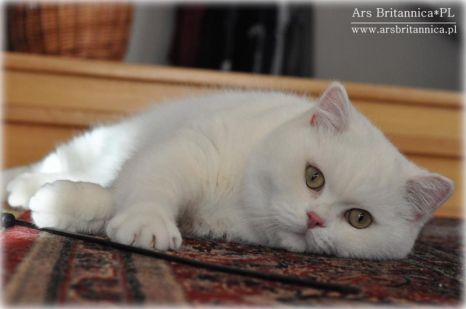 IC GB*Templegates Vivaldi