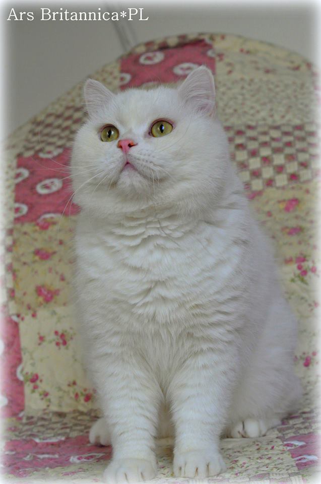 IC GB*Templegates Vivaldi