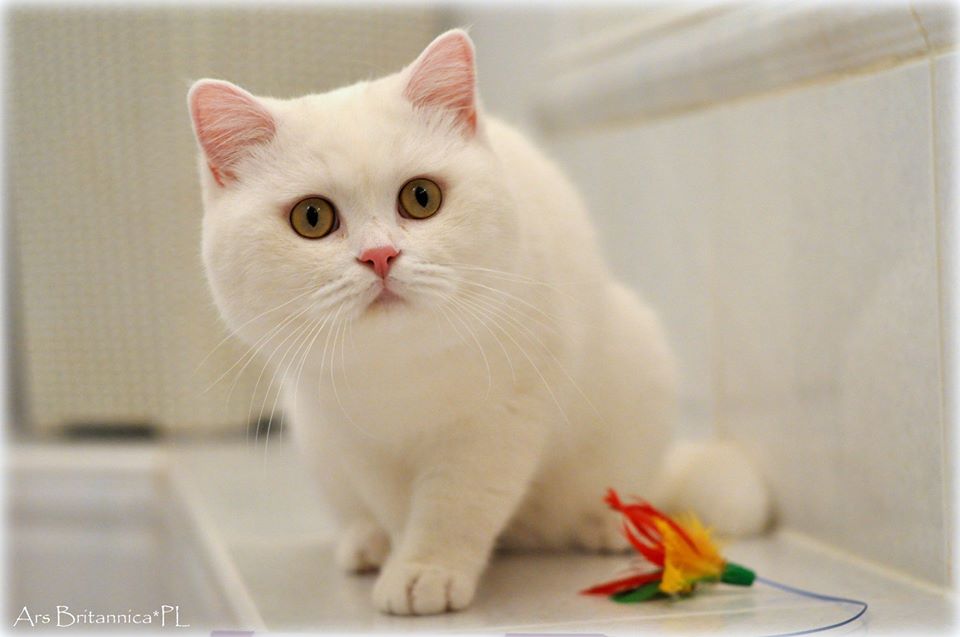 IC GB*Templegates Vivaldi