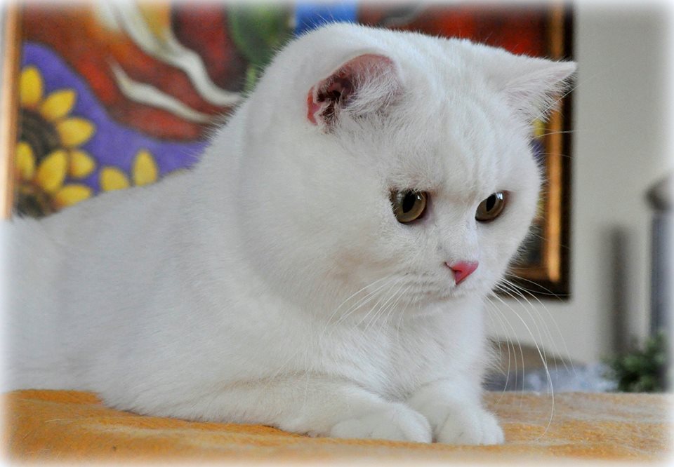 IC GB*Templegates Vivaldi