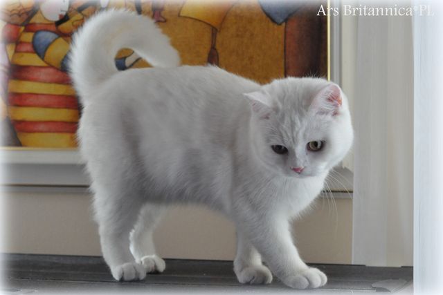 IC GB*Templegates Vivaldi