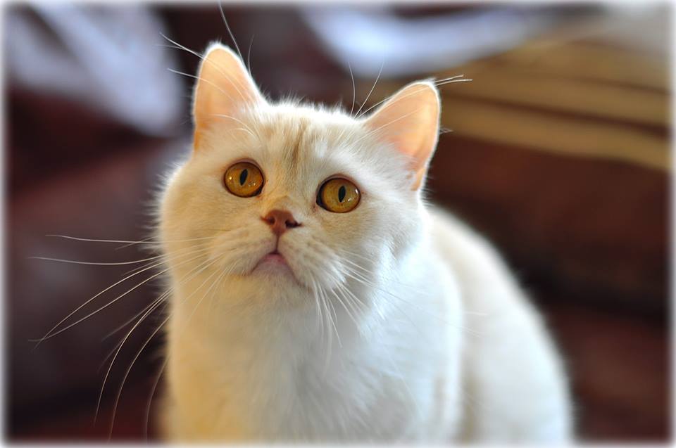 NL*Anyamanee Mdm.Polkadot