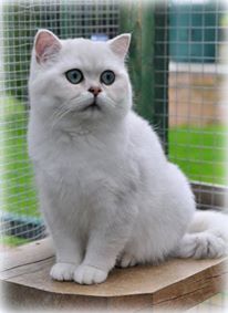 NL*Jadwiga's Razzle-Dazzle