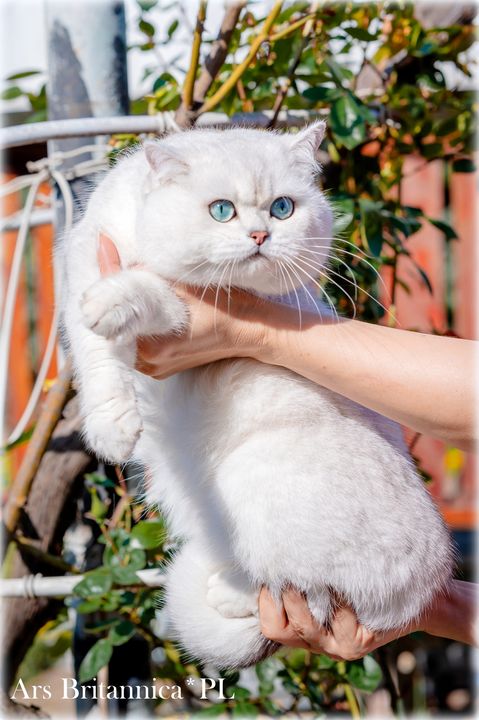 Sultan's Star Vladis kot brytyjski szynszylowy