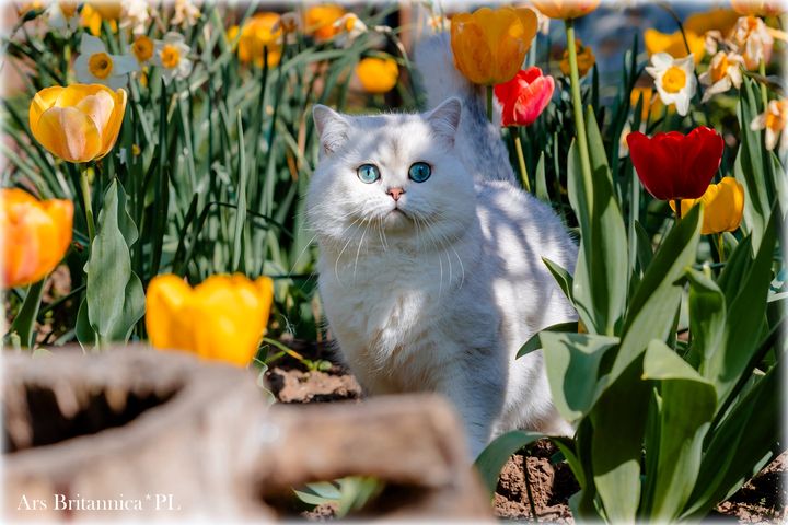 Sultan's Star Vladis kot brytyjski szynszylowy