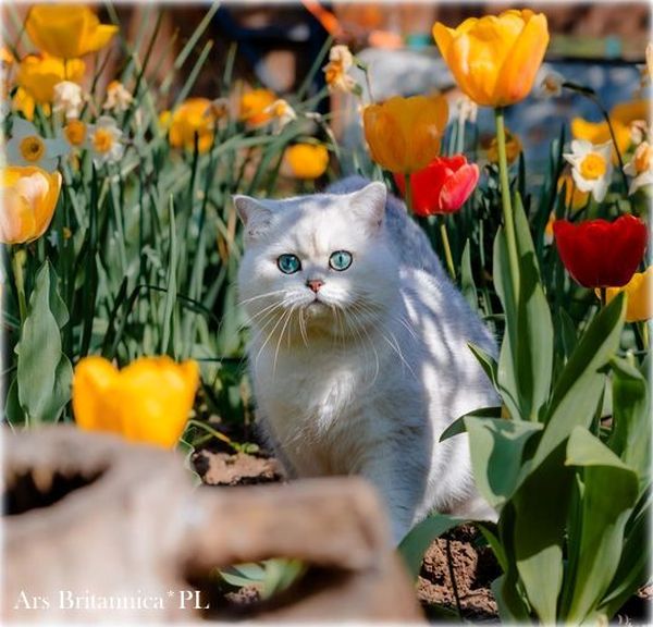 Sultan's Star Vladis kot brytyjski szynszylowy