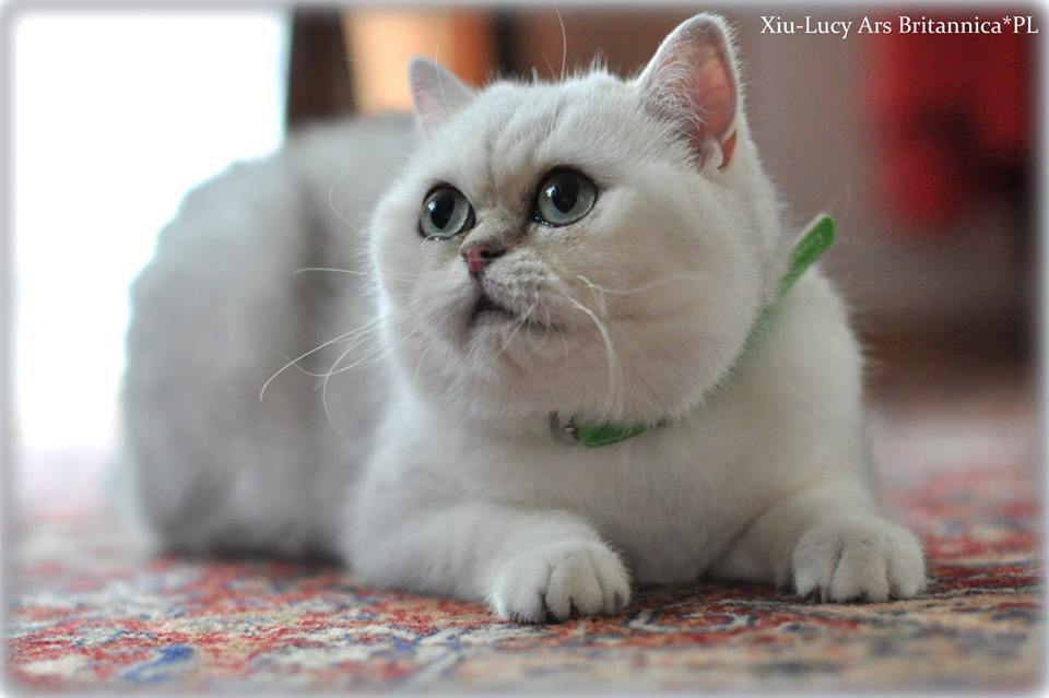 Xia Lucy Ars Britannica*PL