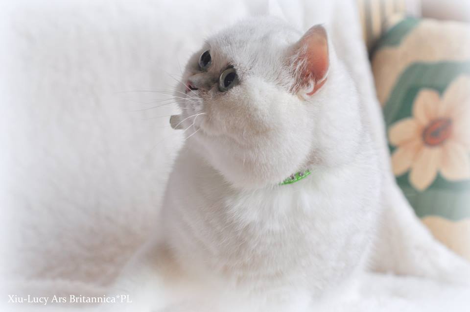 Xia Lucy Ars Britannica*PL