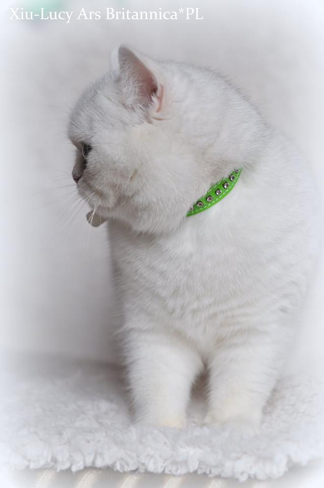 Xia Lucy Ars Britannica*PL