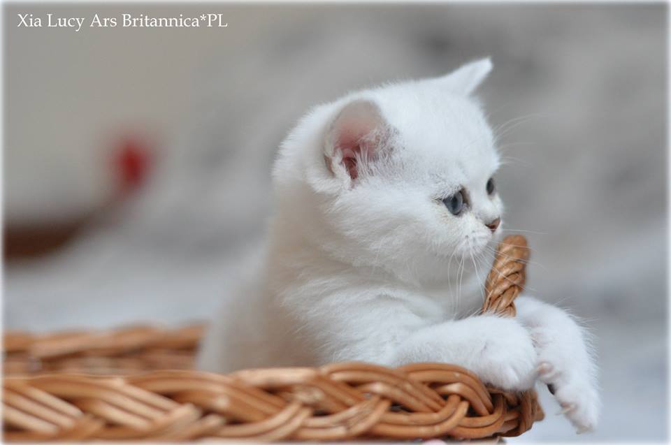 Xiu-Mei Ars Britannica*PL