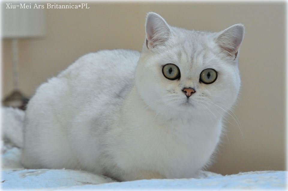 Xiu-Mei Ars Britannica*PL