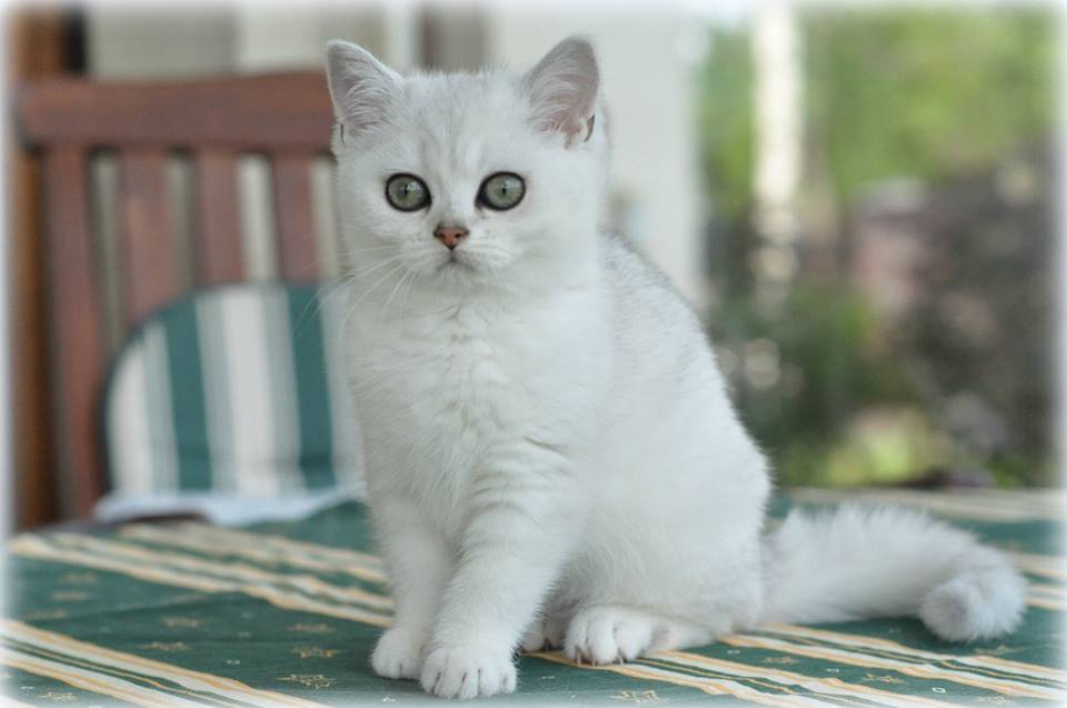 Xiu-Mei Ars Britannica*PL