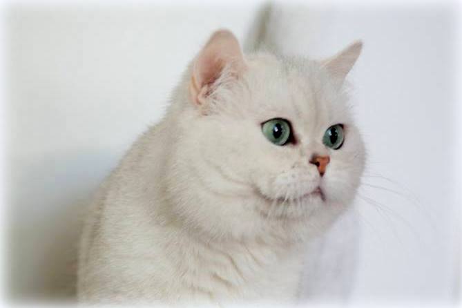 CH Hadrian Ars Britannica*PL