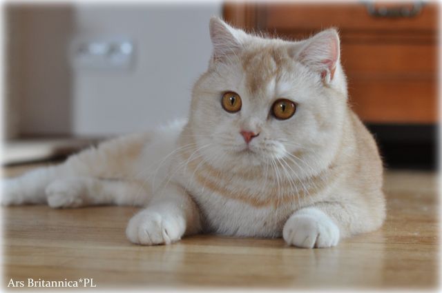 NL*Anyamanee Mdm.Yu Lan