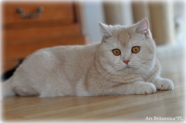 NL*Anyamanee Mdm.Yu Lan