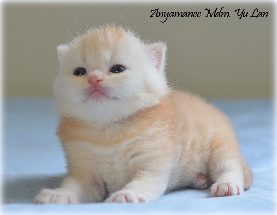 NL*Anyamanee Mdm.Yu Lan