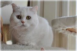 CH NL*Anyamanee Mdm. Kapooklook