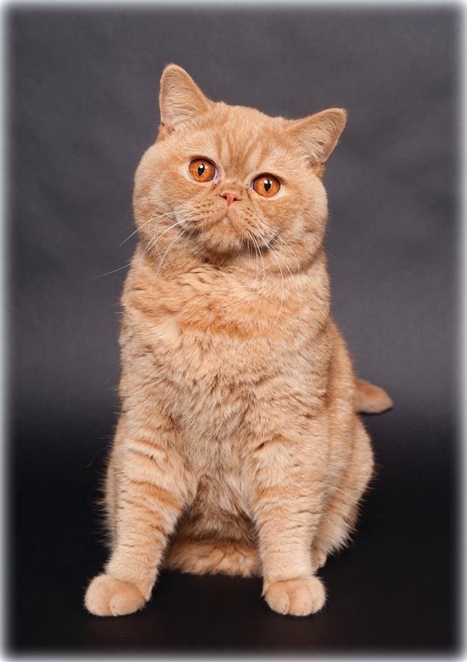 GIC Leon King van Felis Moesolpjo