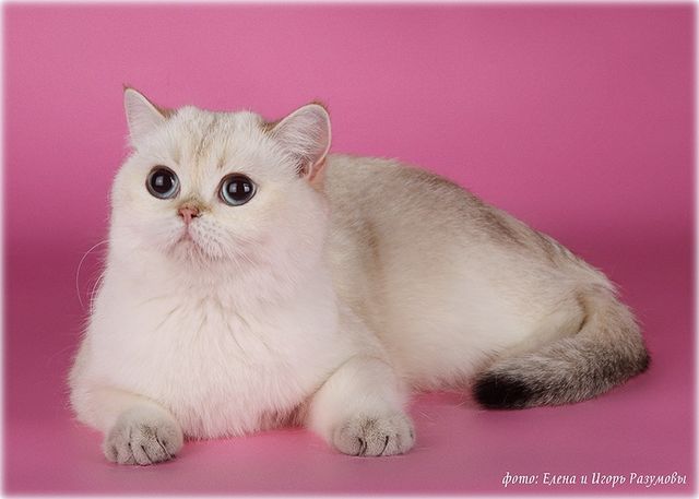  CH RU*NatalyLand`s Golden Point Bella Stella