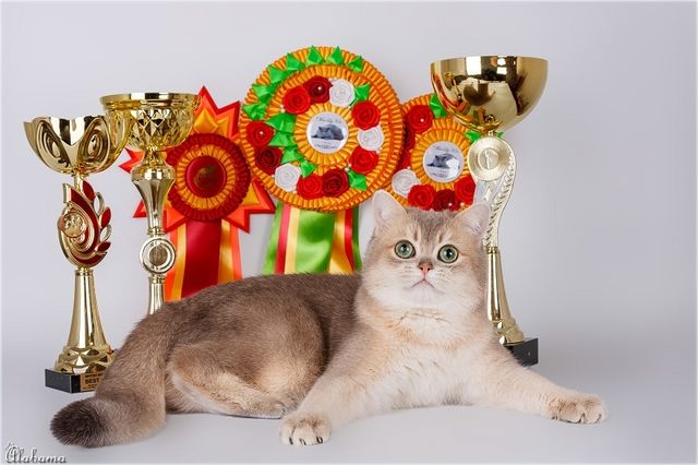 RU* NatalyLand`s Blue Golden Rio