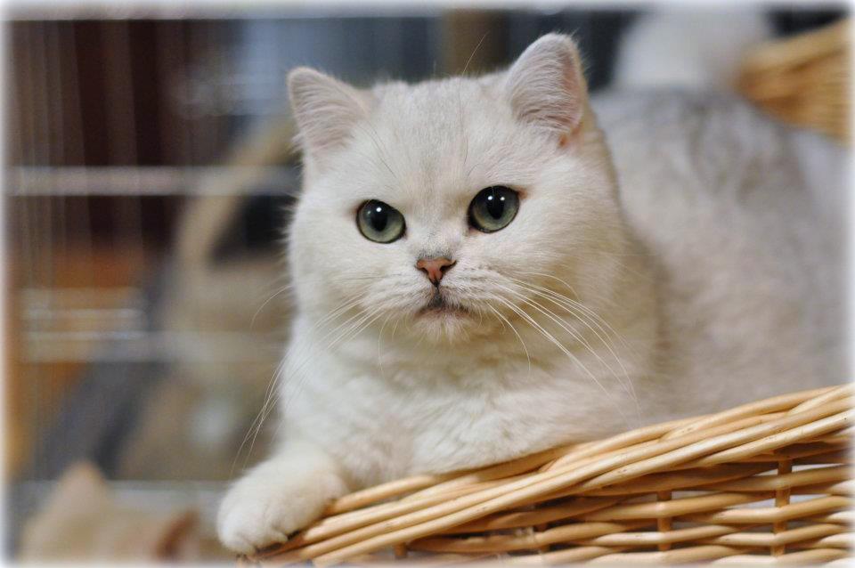 SC GB*Torridonian Elora Danan