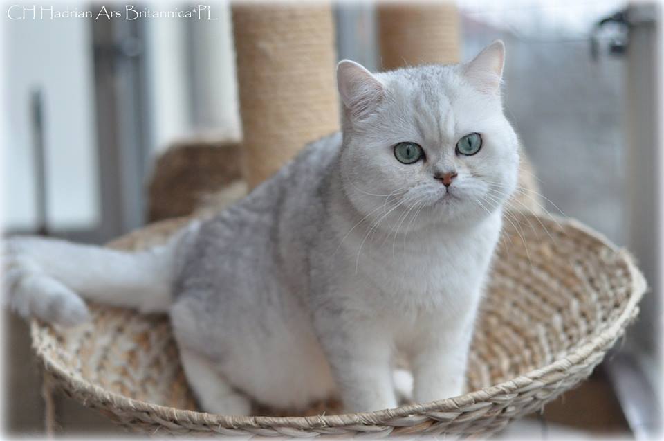 CH Hadrian Ars Britannica*PL