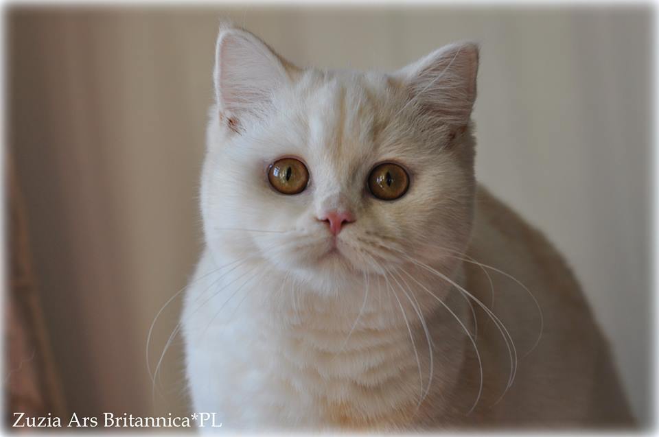 Zuzia Ars Britannica*PL